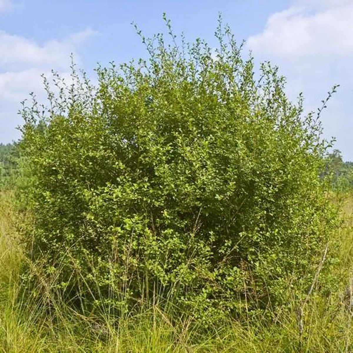 Salix aurita – Eared Willow