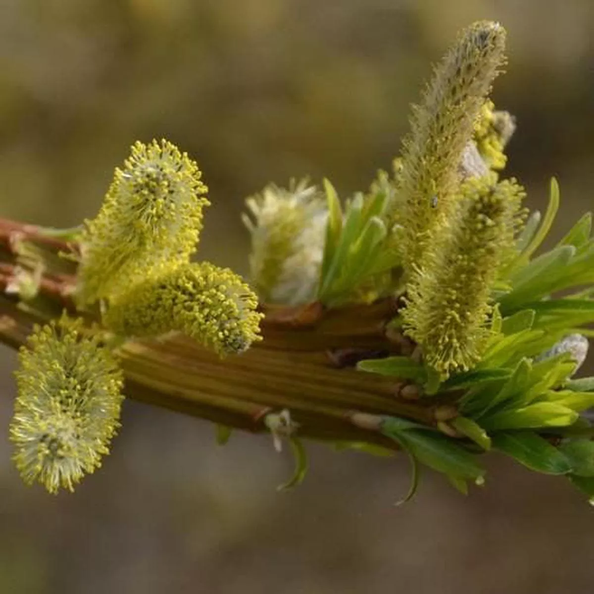 Salix udensis Sekka Bareroot | 2-3ft