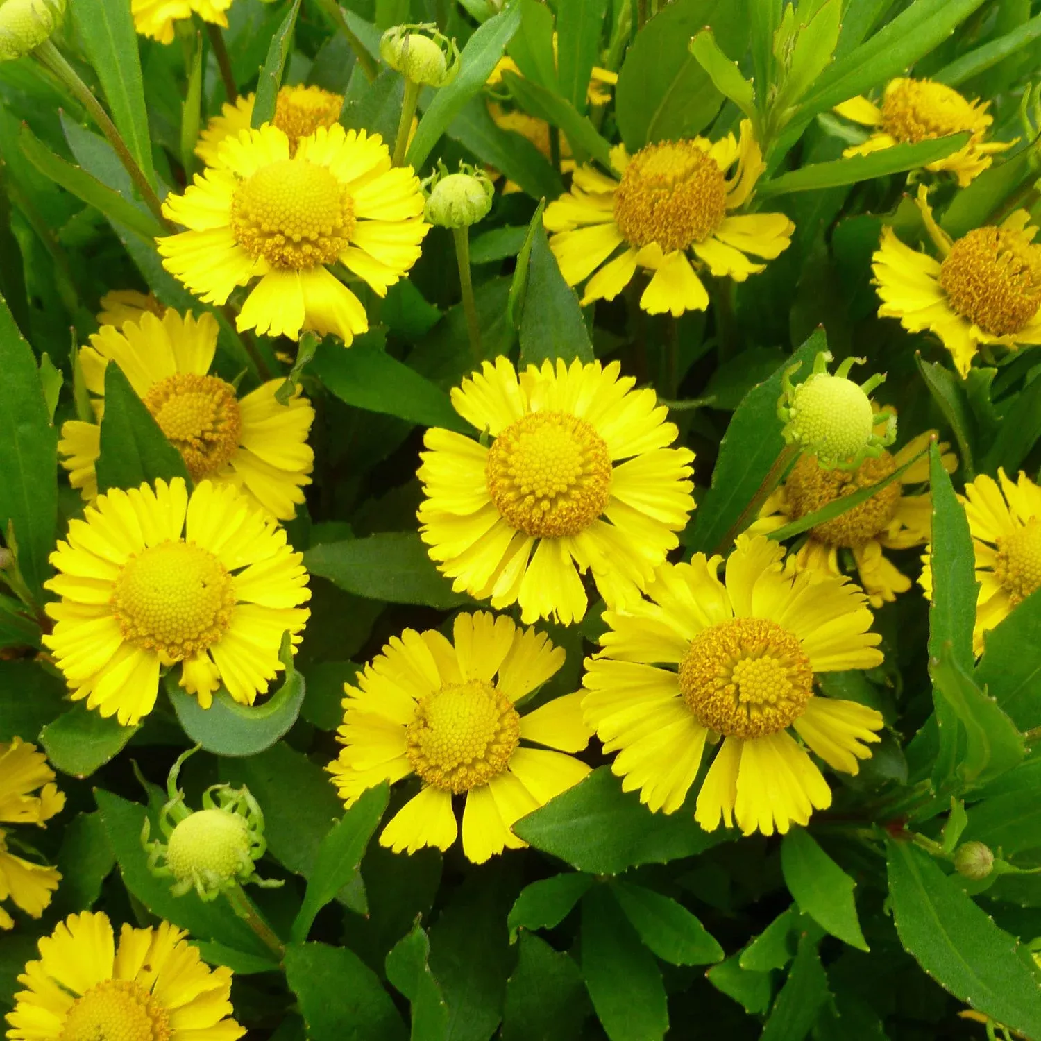 Salud™ Yellow Sneezeweed (Helenium)
