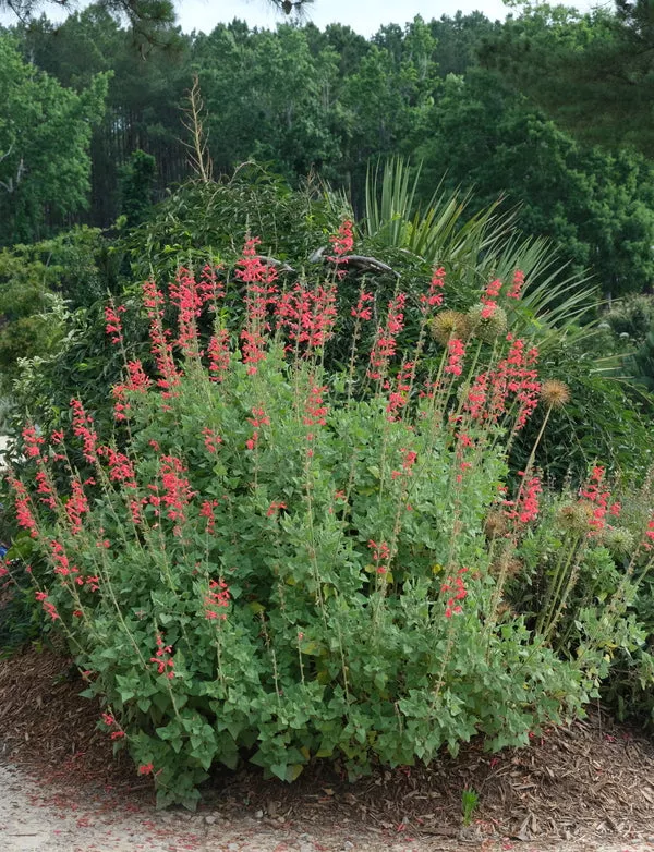Salvia darcyi Presidio