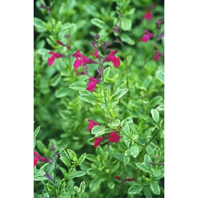 Salvia greggii Variegata PP 8560