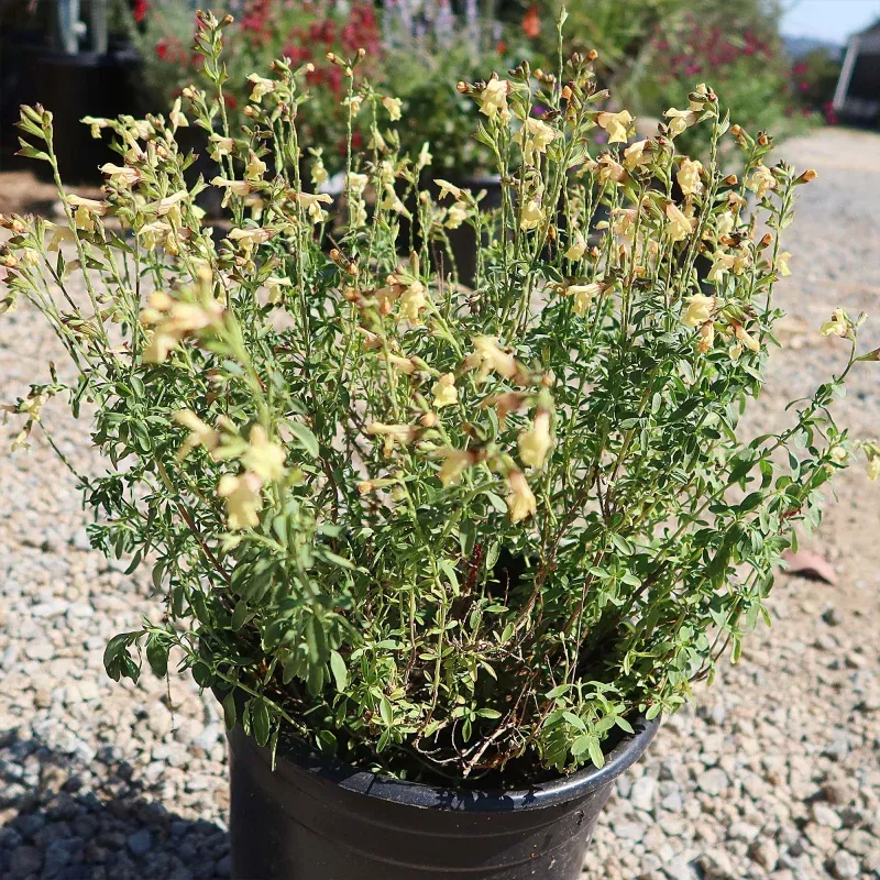 Salvia greggii Yellow Sage Plant