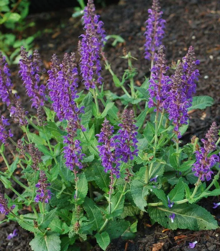 Salvia ‘May Night’