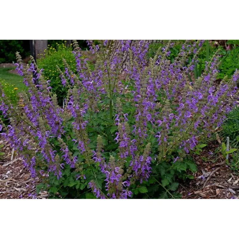 Salvia miltiorrhiza