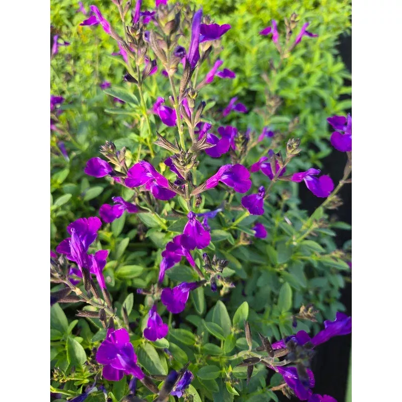 Salvia Mirage Blue PP 33036
