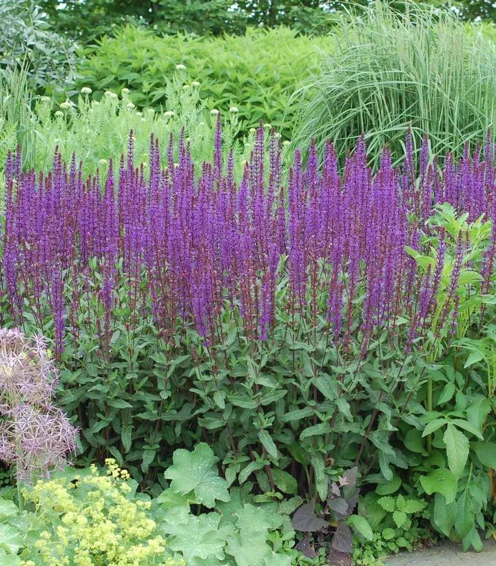 Salvia Nemerosa `Caradonna`