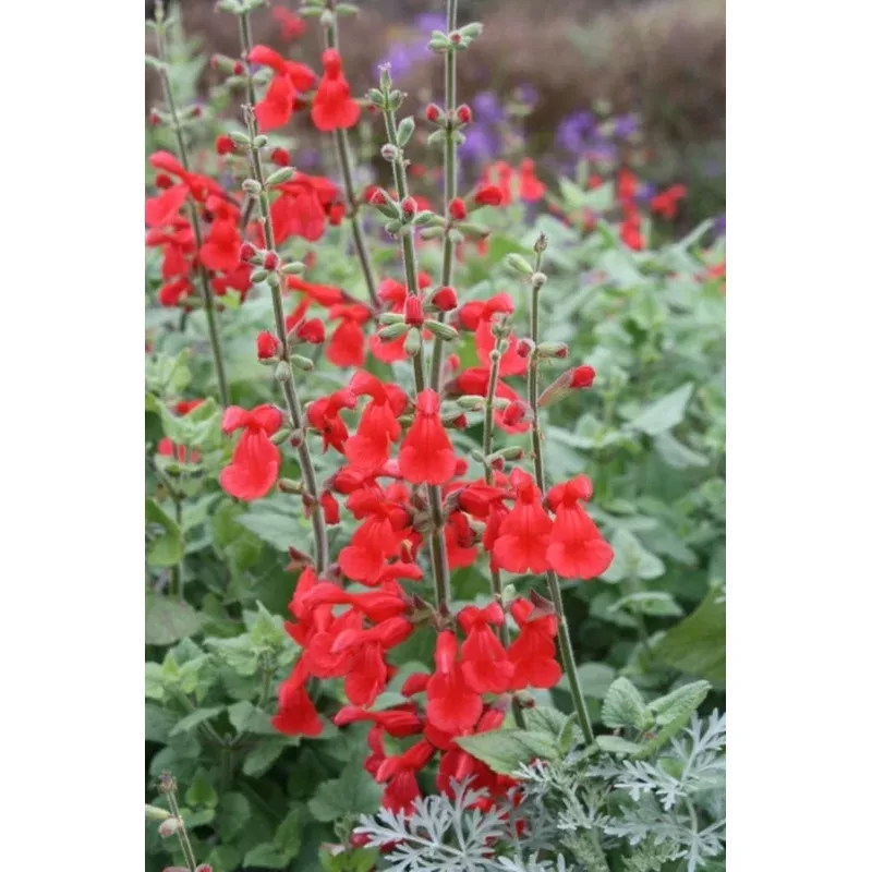 Salvia Silkes Dream