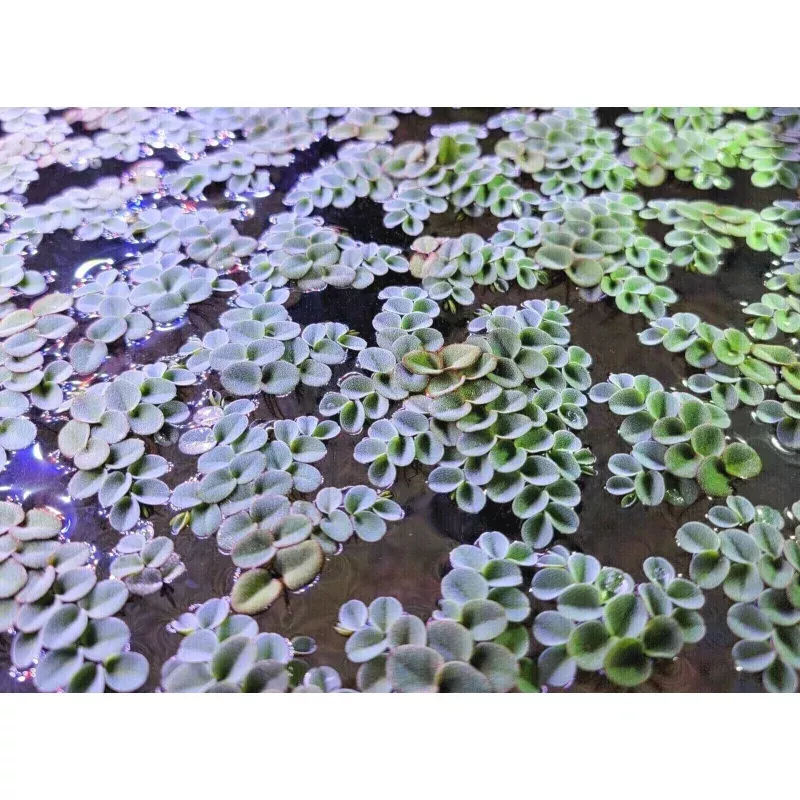 Salvinia Cucullata