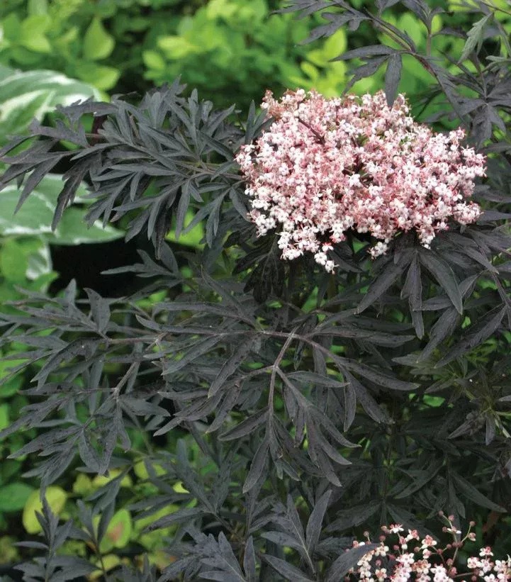 Sambucus nigra ‘Black Lace’