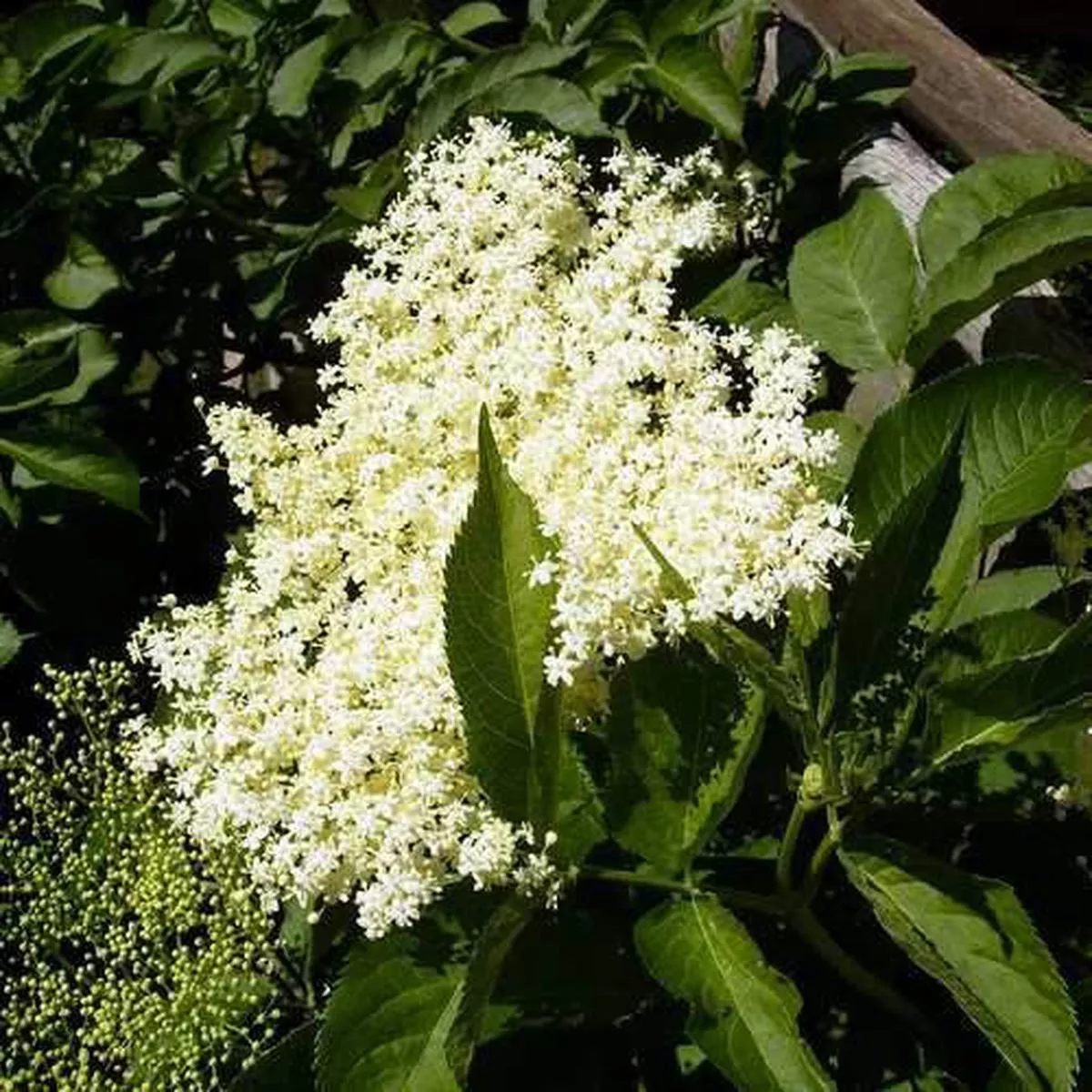 Sambucus nigra – Elder 3-4ft Bareroot