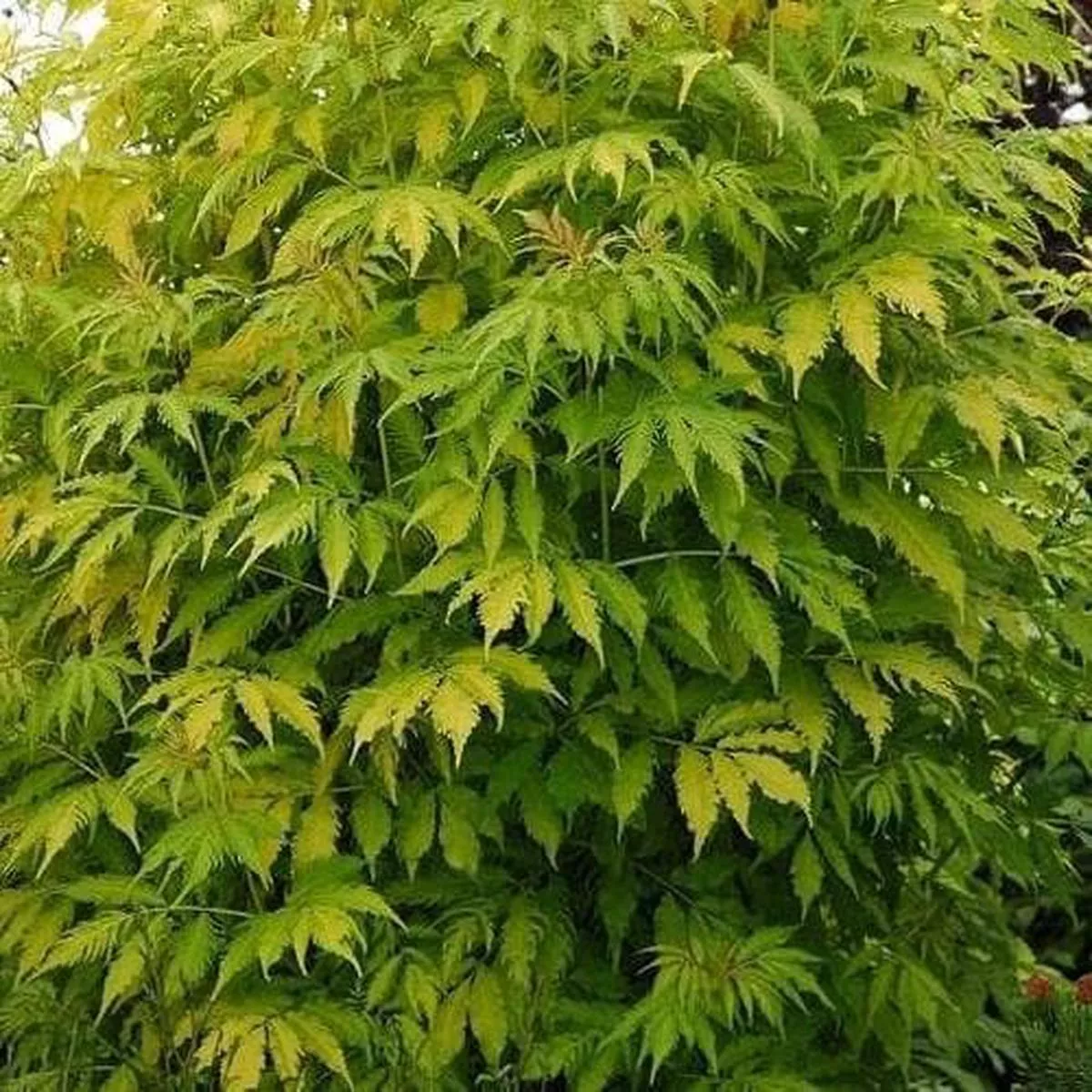 Sambucus racemosa 'Plumosa Aurea'