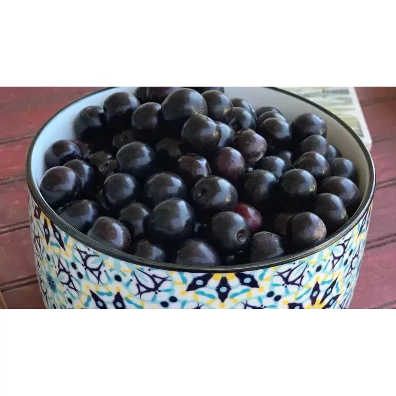 Sand Cherry Seeds - 10+ Pack for Garden Planting - Prunus besseyi - USA Grown, Fast Shipping