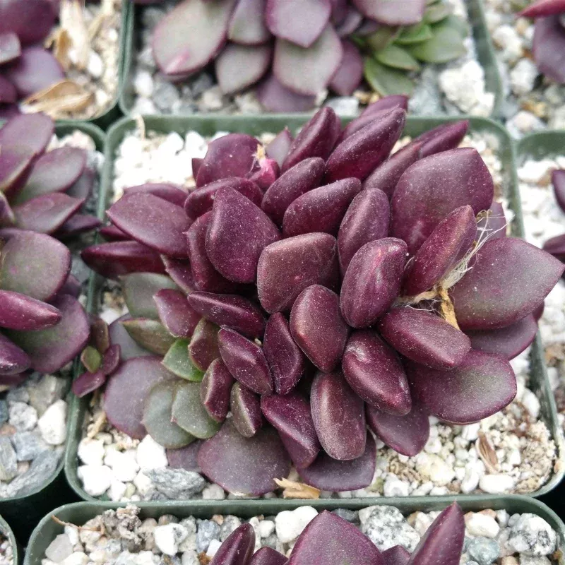 ‘Sand Rose Succulent – Anacampseros rufescens’
