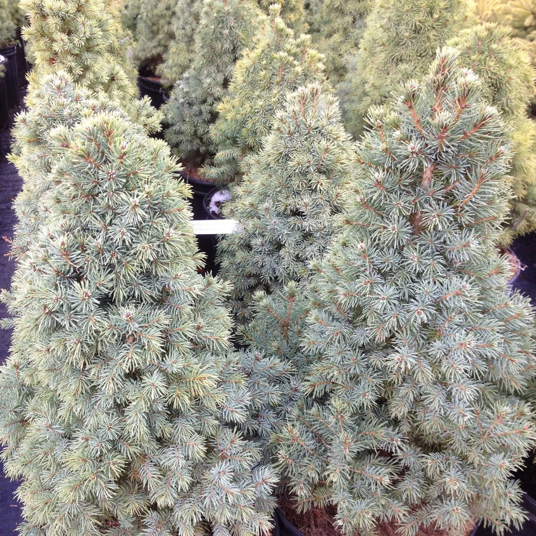 Sander’s Blue Alberta Spruce