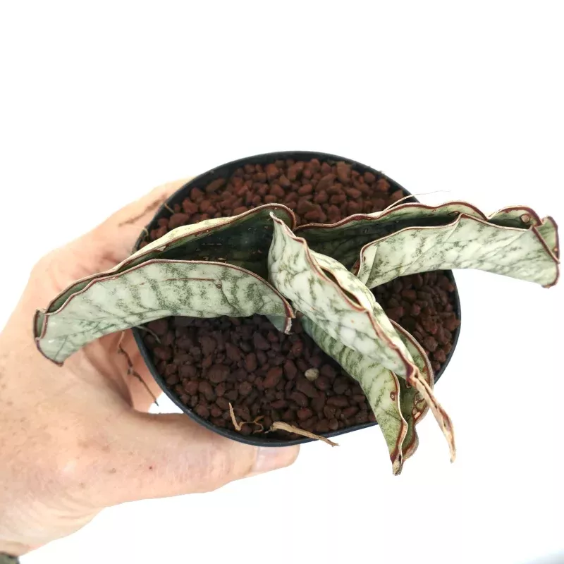 Sanseveria kirkii cv 'Silver Blue' SELECTED