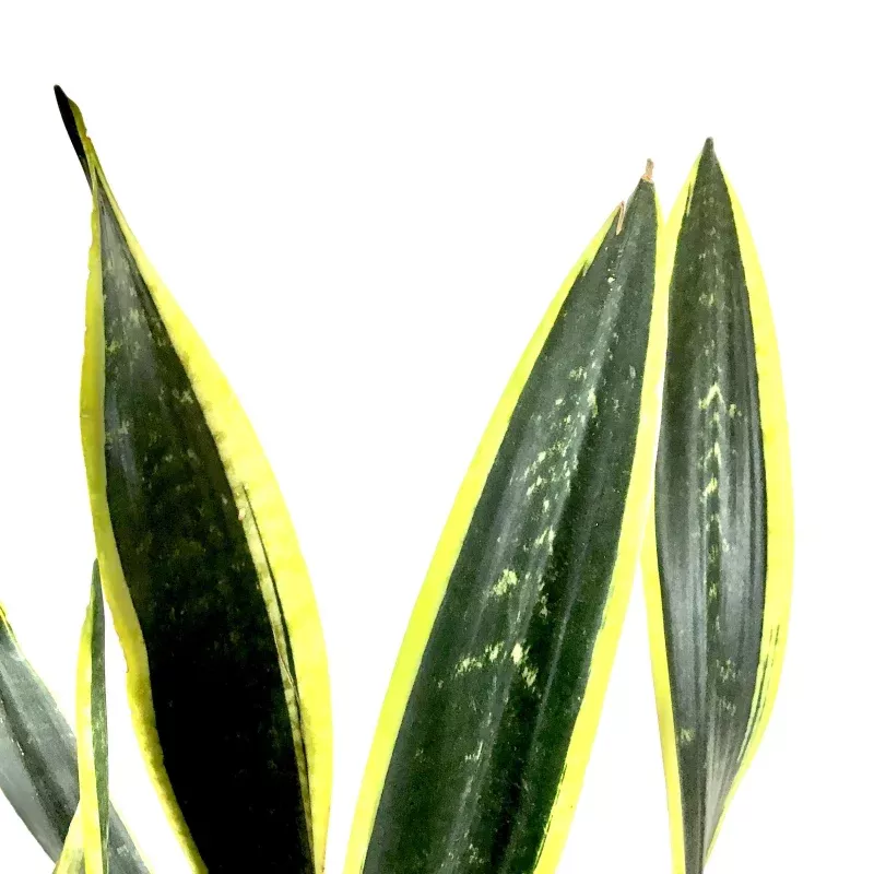 Sansevieria, 10in, Black Gold