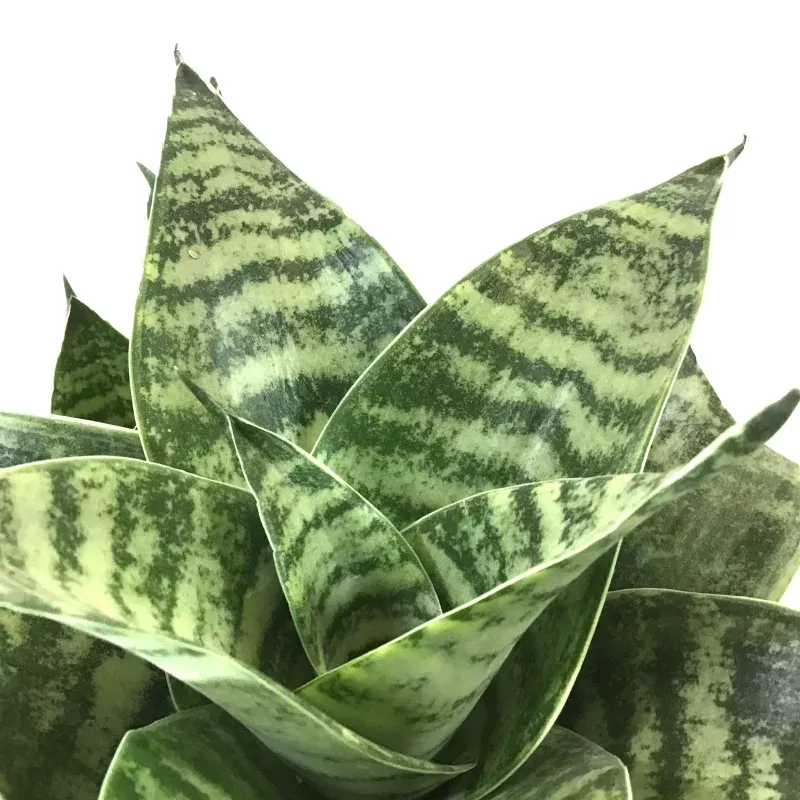 Sansevieria, 6in, Hahnii Gilt Edge