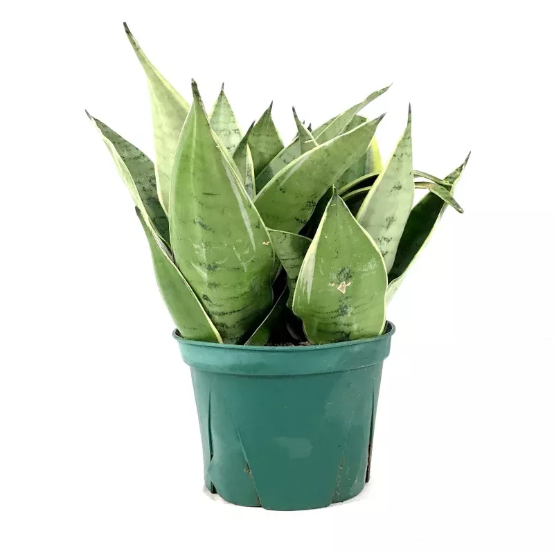 Sansevieria, 6in, Night Owl