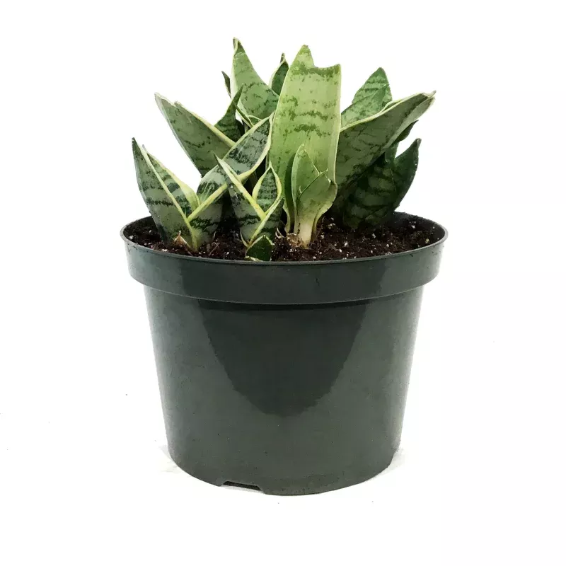 Sansevieria, 8in, Star Power, Silver Star