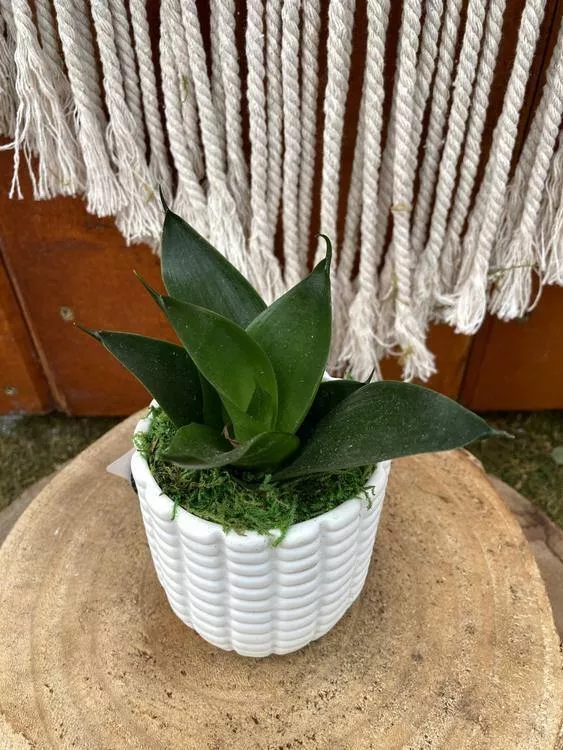 Sansevieria Planter, Maize