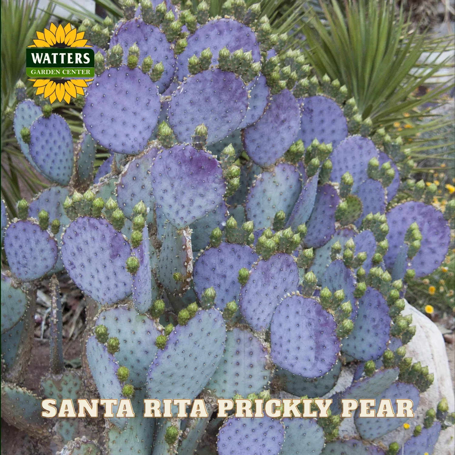 SANTA RITA PRICKLY PEAR 2gal