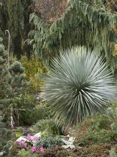 SAPPHIRE SKIES YUCCA 10gal