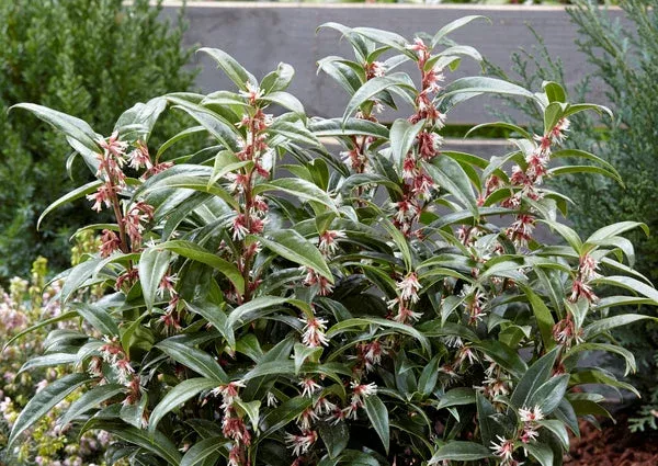 Sarcococca hookeriana var. humilis ‘Winter Gem’ PP 26,599