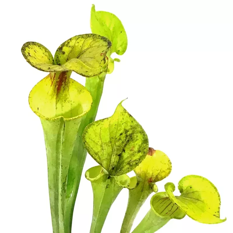 Sarracenia, 3.5in, Flava var. Maxima