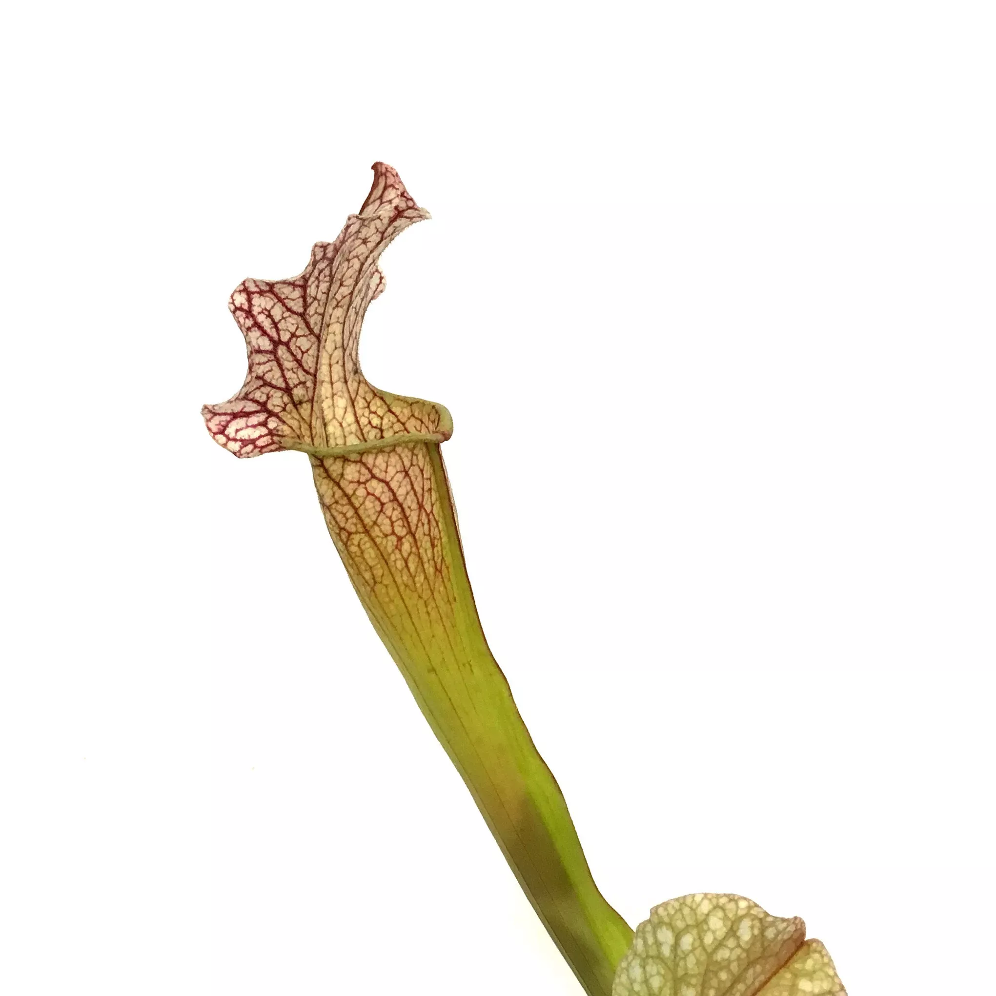 Sarracenia, 5in, Velvet