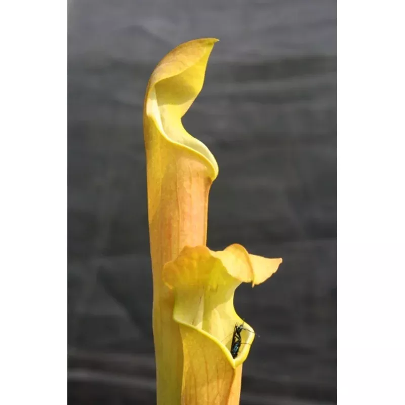Sarracenia alabamensis ssp alabamensis NOT OUTSIDE NC