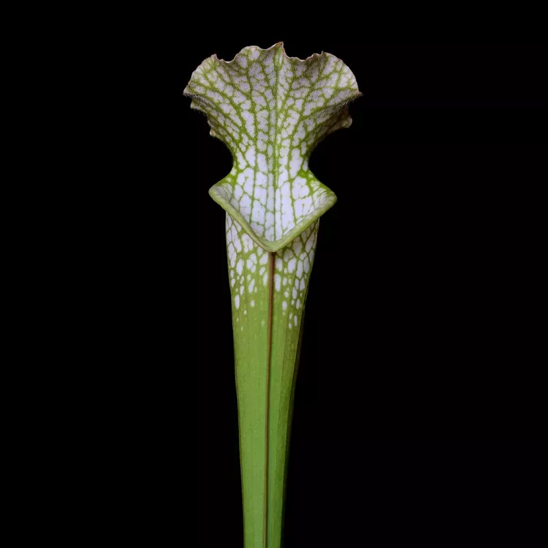 Sarracenia leucophylla 'HCW' Clone 3