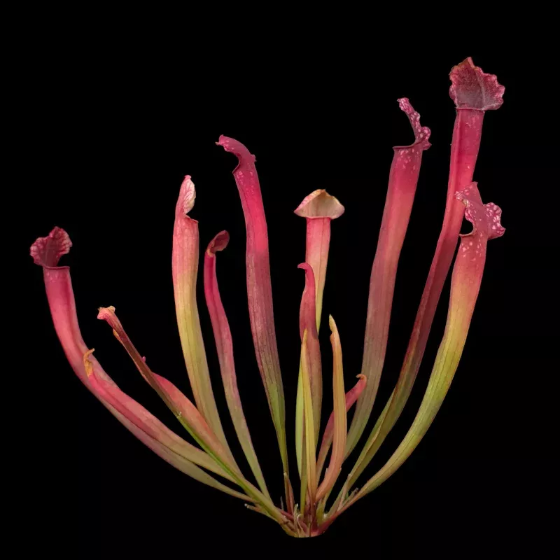 Sarracenia willisii
