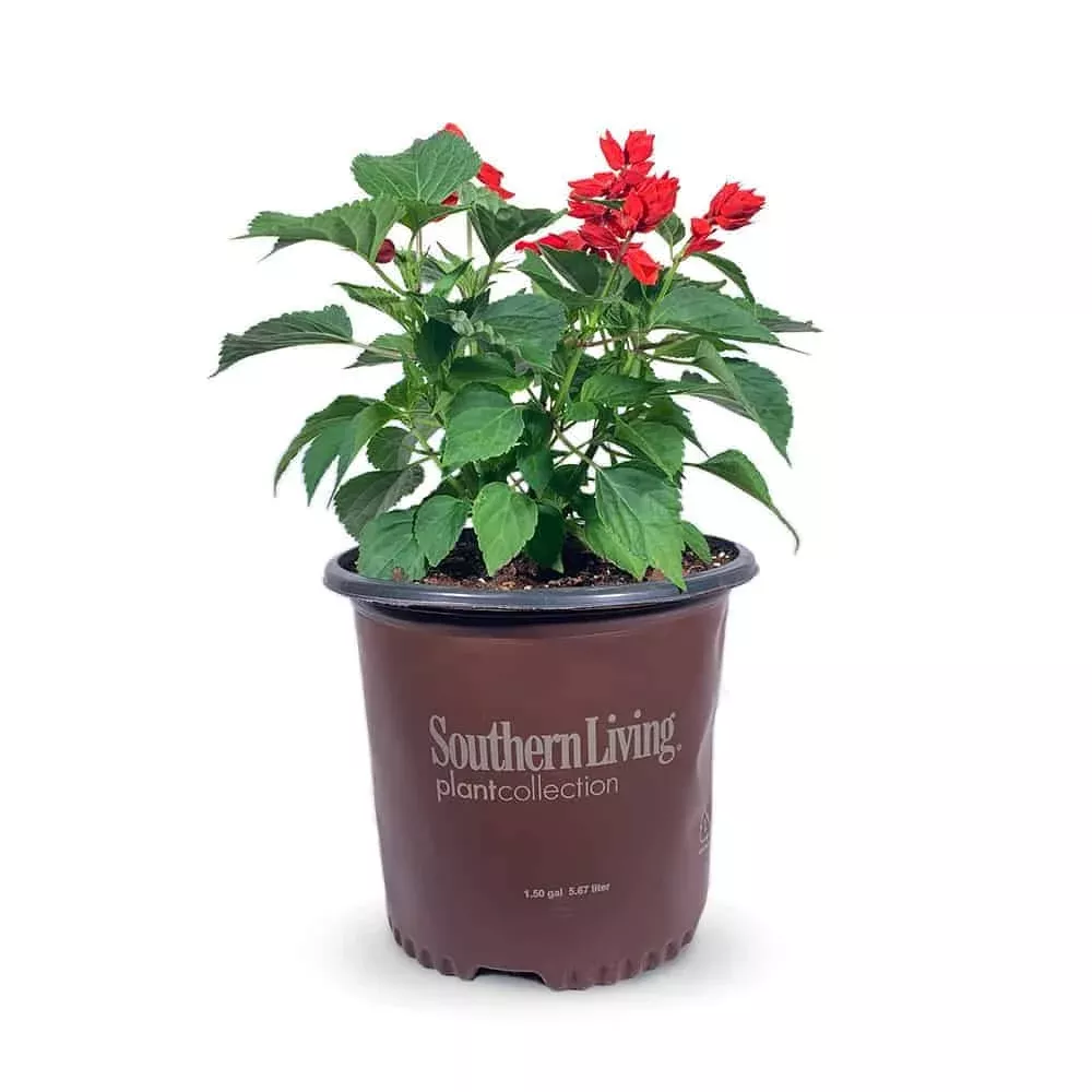Saucy Red Salvia