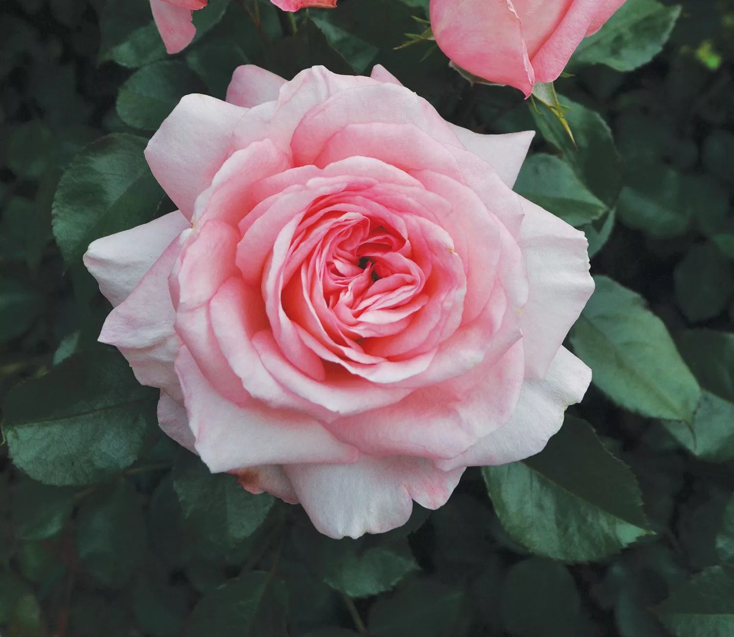 Savannah Hybrid Tea Rose