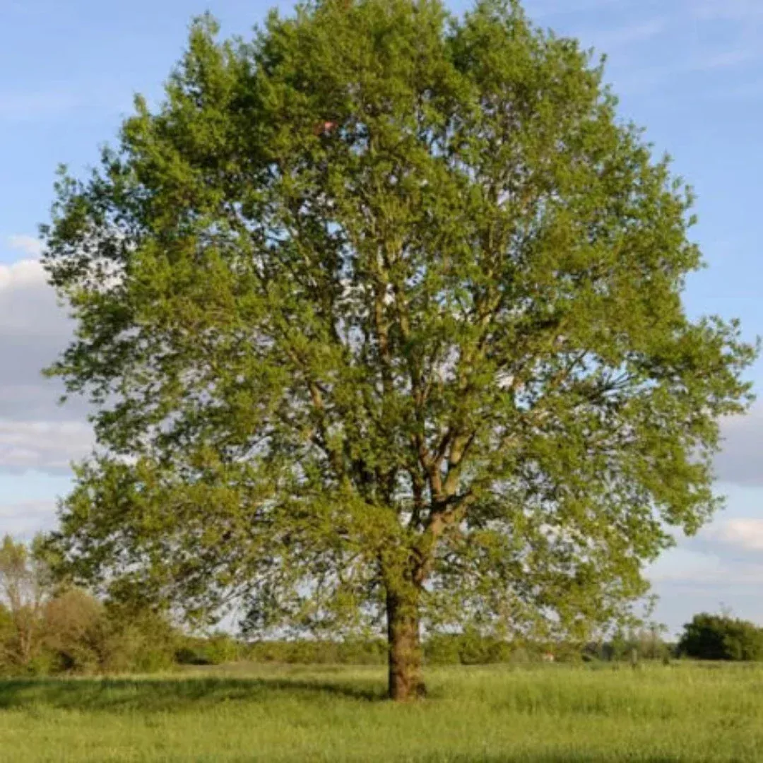 Sawtooth Oak Tree