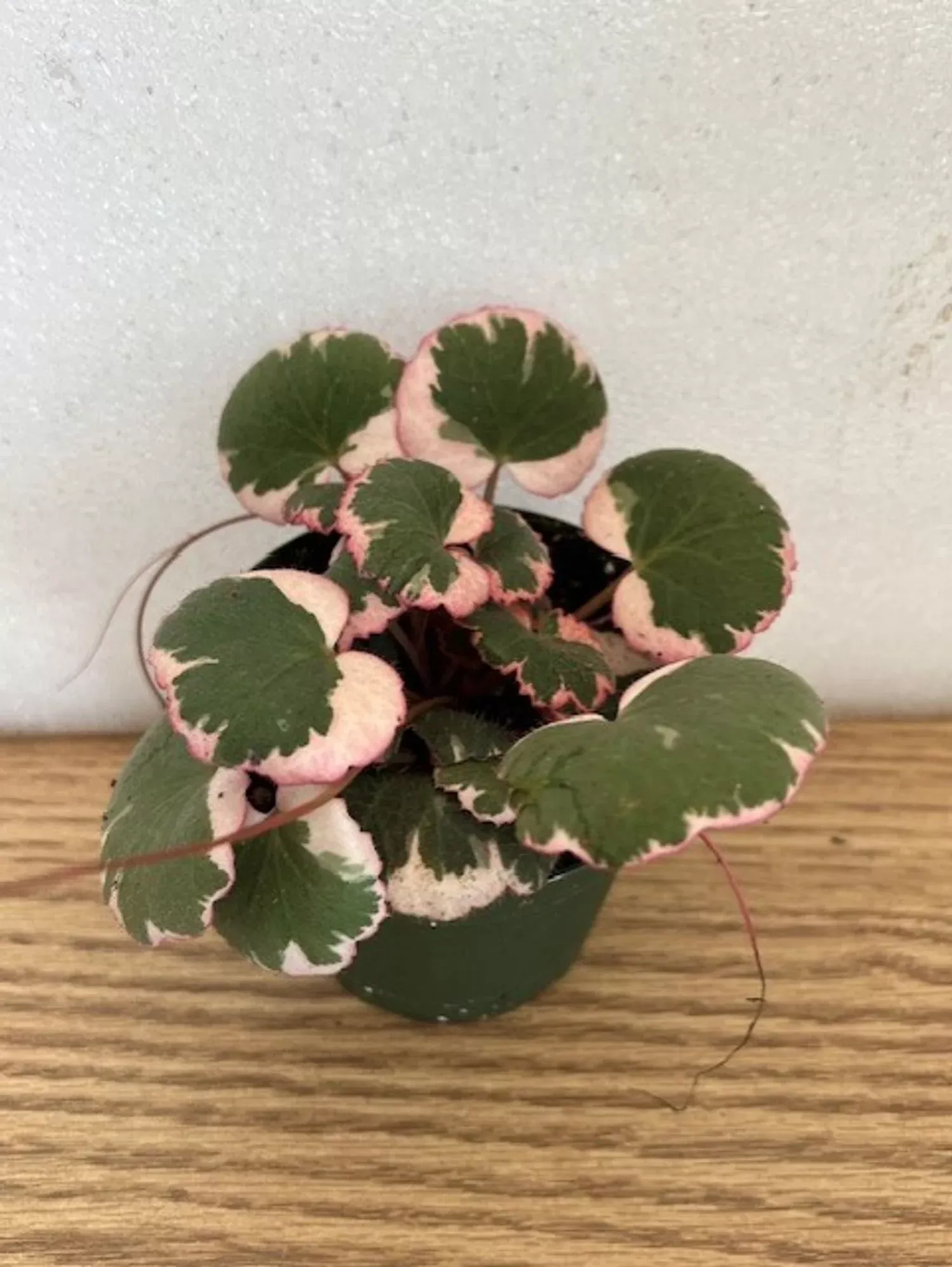 SAXIFRAGA TRICOLOR 6in
