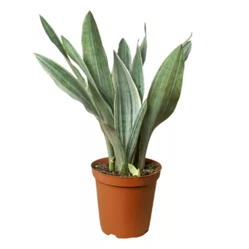 Sayuri Snake Plant