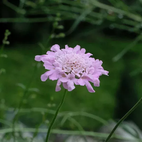 Scabiosa columbaria ‘Flutter Rose Pink’ PP 27,809