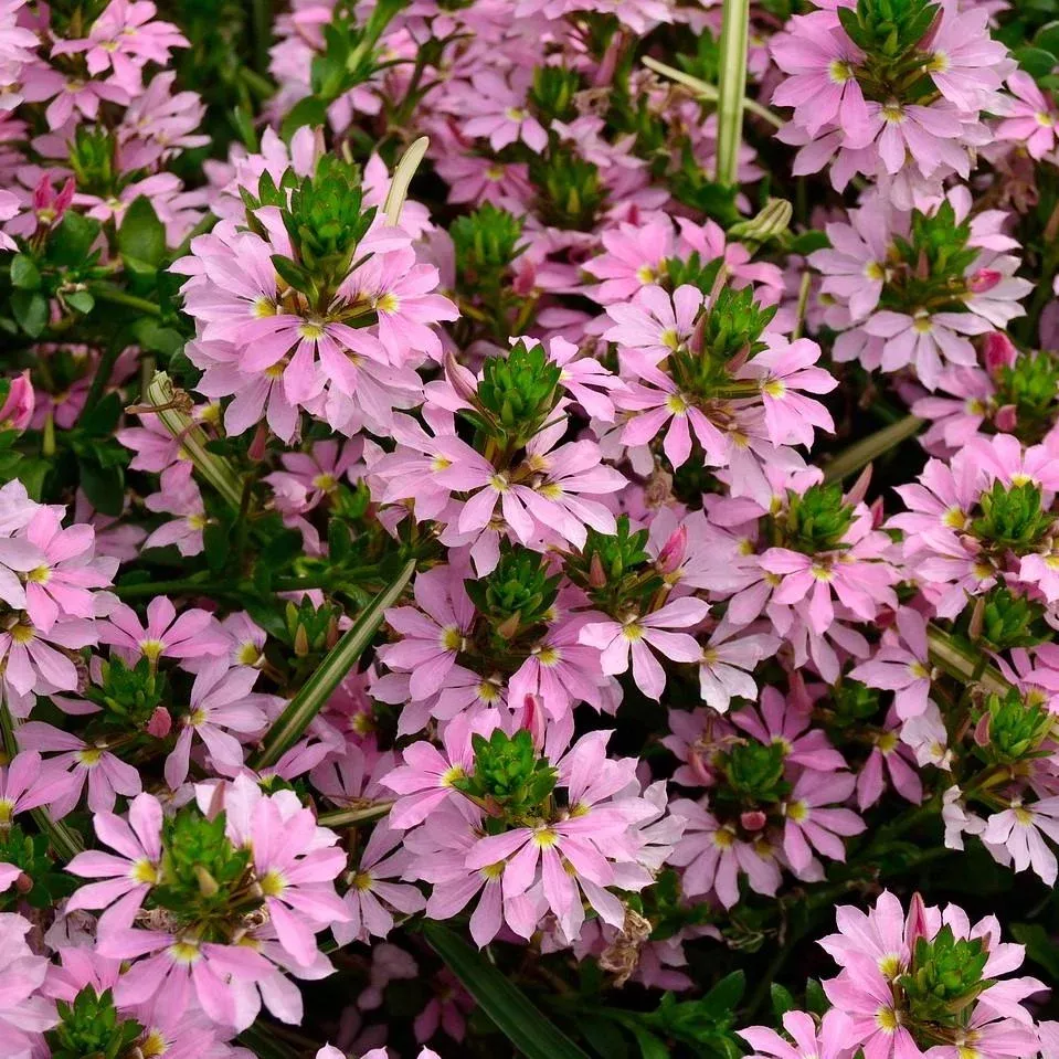 Scala Pink Fan Flower