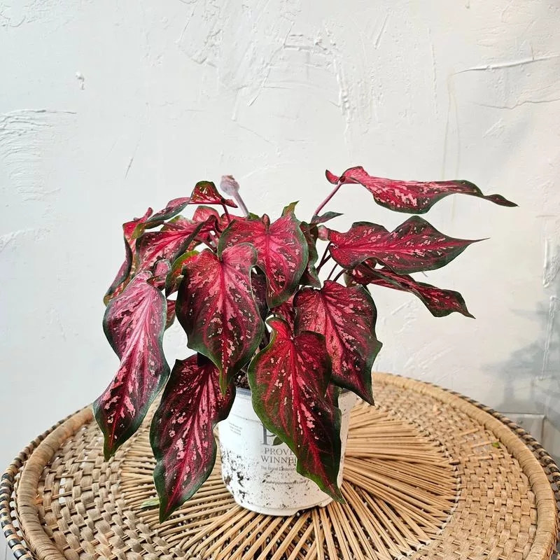 Scarlet Flame Angel Wings: Caladium – 6 inch pot