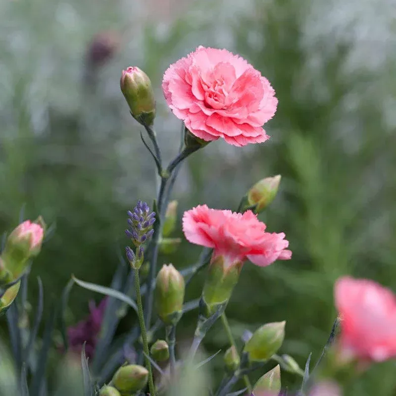 Scent First Romance Dianthus