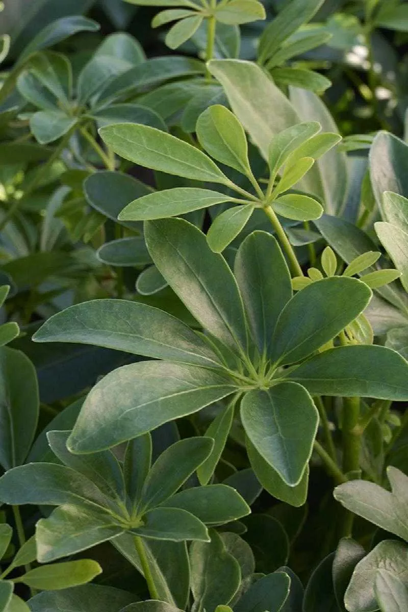 SCHEFFLERA ARBORICOLA 6in