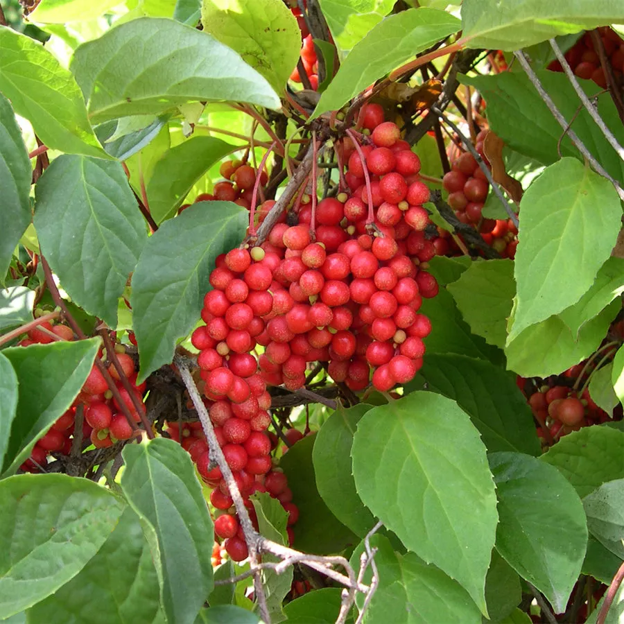 Schisandra Berry Vine Eastern Prince (Schisandra chinensis)