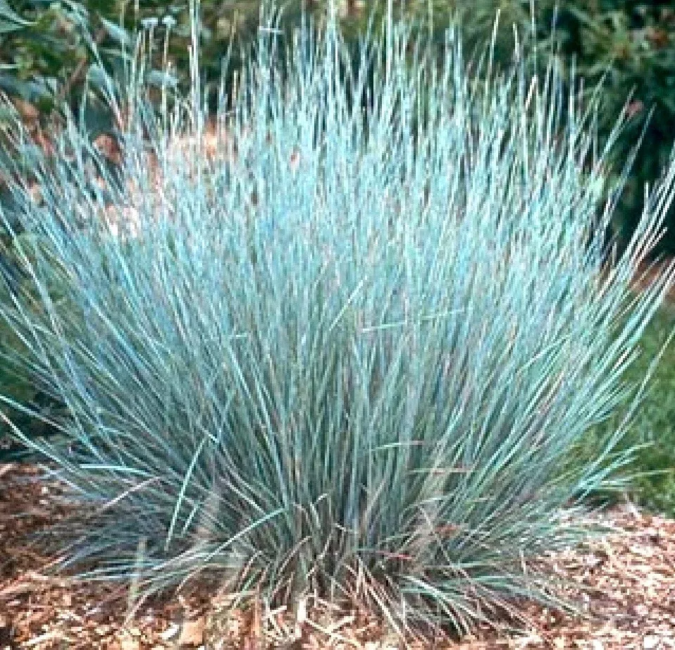 Schizachyrium Scoparium Prairie Blues – 11cm