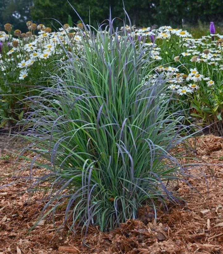 Schizachyrium scoparium ‘Twilight Zone’