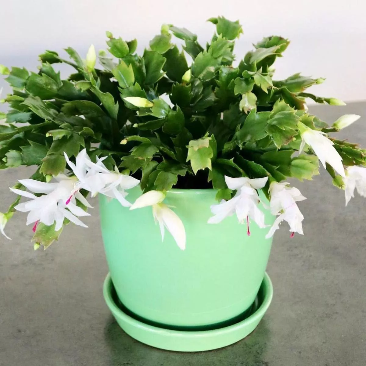 Schlumbergera truncata, “Christmas Cactus”