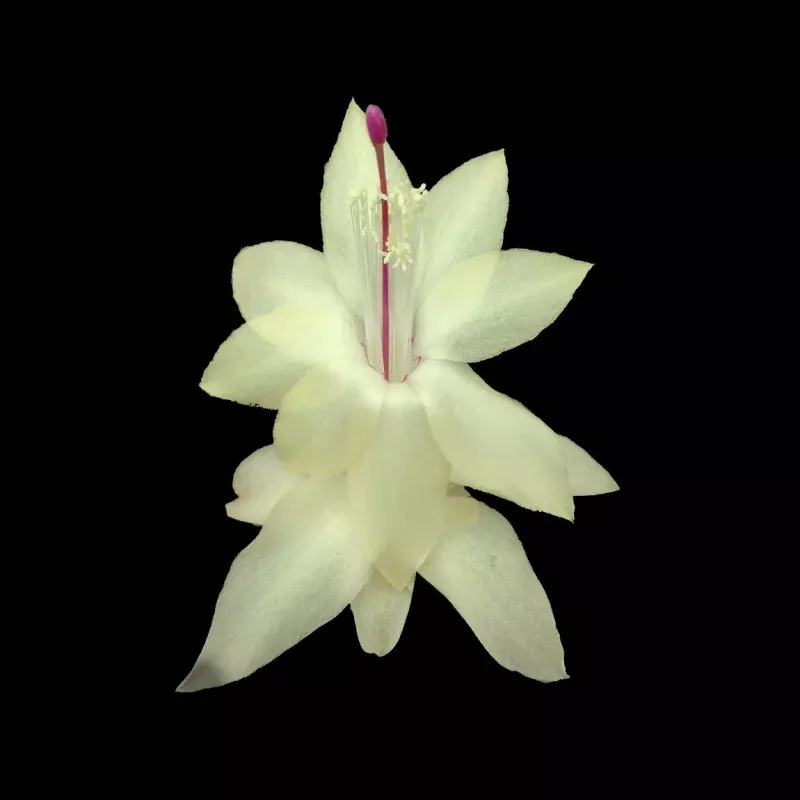 Schlumbergera (Zygocactus) 'Limelight Dancer'