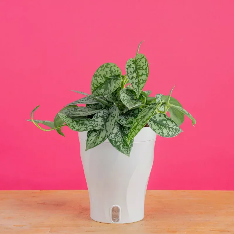 Scindapsus Silver Lady | medium