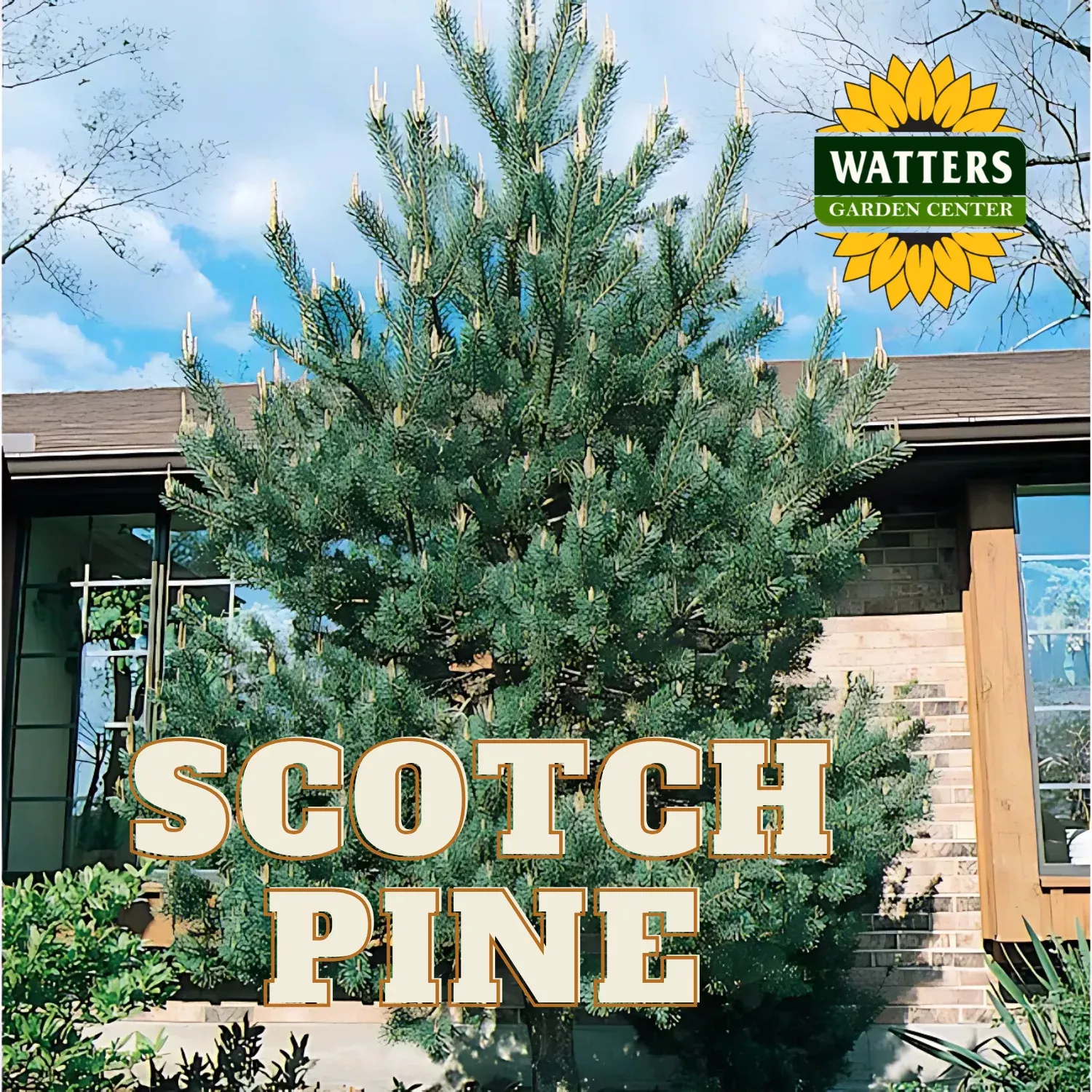 SCOTCH PINE TREE 7gal