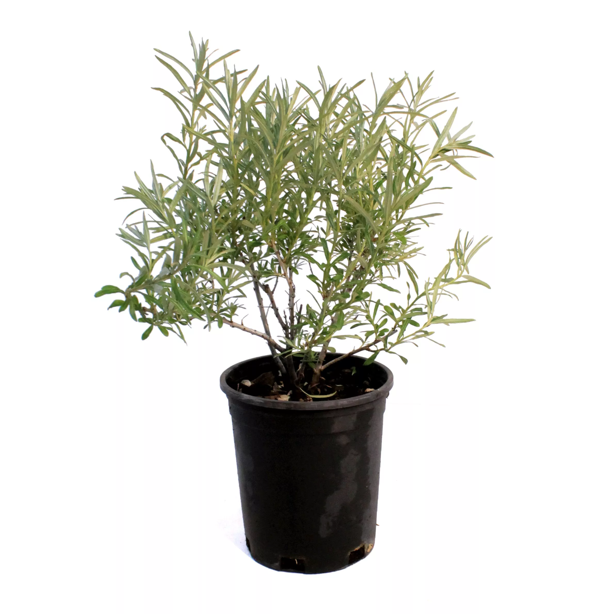 Sea Buckthorn, 1 gal, Orange Energy (Female)